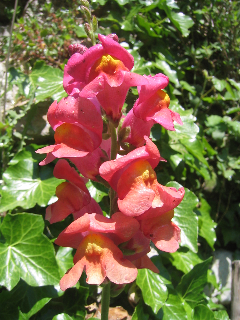 Fiori vari - coltivati e non